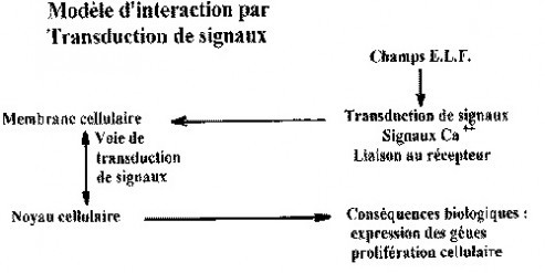 Première observation de cellules vivantes qui réagissent aux champs  magnétiques